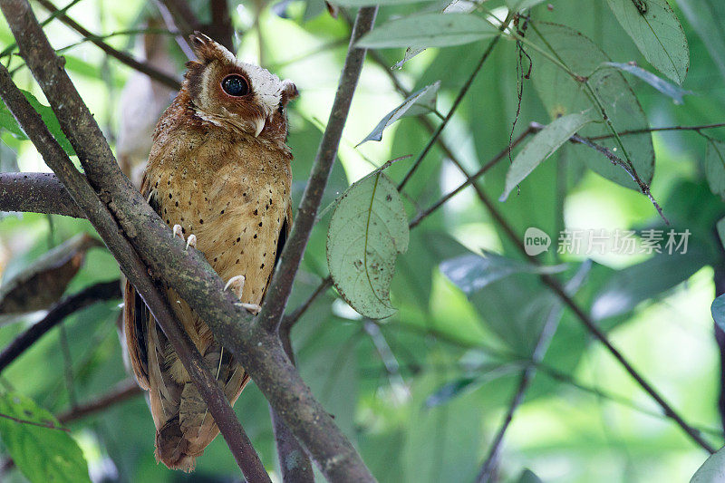 夜行鸟:成年白额镜鸮(Otus sagittatus)。